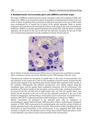 188 
6. Multiple/meiotic micronucleate giant cells (MMGCs) and their origin 
The origin of MMGCs could be traced to meiotic metaphase I (M1) and metaphase II (M2) cells 
(Faisal et al., 2008a). It occurred due to failure of separation of chromosome bivalents in the case 
of M1 or failure of splitting of the centromere of replicated univalents in the case of M2, in both 
cases accompanied by or caused due to failure of the spindle apparatus. Delay in meiotic 
progression was indicated in the thorough asynchrony of the stages in the cycle of seminiferous 
epithelium. MMGCs invariably appeared detached from Sertoli cells. With the failure of spindle 
apparatus, the bivalents (in the case of M1) and the replicated univalents (in the case of M2) 
were arrested from progression towards completion of meiotic division (Fig. 8). 
Aflatoxins – Biochemistry and Molecular Biology 
Fig. 8. Failure of meiotic chromosomes (M2) to move to the poles due to problem in spindle 
fibers, resulting in meiotic microculei. Semithin section, TBO staining. Scale bar, 4 μm. 
Ultrastructural evidence for disruption of spindle fiber as the cause of micronucleation was 
also obtained. In the control mice, cells in early metaphase of second meiotic division had the 
chromosomes aligned in the equatorial plate and the spindle fibers appeared in the vicinity of 
the centrioles. Subsequently, the different chromosomes were closely aligned along the 
metaphasic plate, and the spindle fibers established connection with the centromeres. The 
separation of bivalents resulted in the univalents arriving at the poles, marking the telophase. 
In several of the M1 and M2 cells of AFB1-treated mice, not only the spindle fibers were 
absent, but the bivalents in the case of M1 and the replicated univalents in the case of M2 
tended to disaggregate, each becoming a micronucleus. Each micronucleus was formed from a 
bivalent of M1 cell or a replicated univalent of M2 cell (Figures, in Faisal et al., 2008a). 
Meiotic micronuclei are produced in the testicular germ cells by clastogenic or 
aneuploidogenic agents. Sinha & Prasad, (1990) provided evidence confirming the clastogenic 
property of AFB1. AFB1 is presumed to be aneuploidogenic also, and the concept of failure of 
spindle apparatus leads to the generation of meiotic micronuclei is further strengthened by the 
observation of intact kinetochore in the chromosomes. It was suggested that AFB1 affects 
assembly of tubulin into microtubules and/or brings about tubulin depolymerization, which 
would ultimately cause failure of pole-ward movement of the chromosomes. 
 