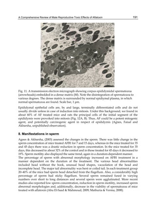 A Comprehensive Review of Male Reproductive Toxic Effects of Aflatoxin 
191 
Fig. 11. A transmission electron micrograph showing corpus epididymidal spermatozoa 
(arrowheads) embedded in a dense matrix (M). Note the disintegration of spermatozoa to 
various degrees. The dense matrix is surrounded by normal epidiymal plasma, in which 
normal spermatozoa are found. Scale bar, 1 μm. 
Epididymal epithelial cells are, by and large, terminally differentiated cells and do not 
usually divide unless in case of induction into mitosis. Under this background, we found in 
about 60% of AF treated mice and rats the principal cells of the initial segment of the 
epididymis were provoked into mitosis (Fig. 12A, B). Thus, AF could be a potent mitogenic 
agent, and potentially carcinogenic agent in respect of epididymis (Agnes, Faisal and 
Akbarsha, unpublished observation). 
8. Manifestations in sperm 
Agnes & Akbarsha, (2003) assessed the changes in the sperm. There was little change in the 
sperm concentration of mice treated AFB1 for 7 and 15 days, whereas in the mice treated for 35 
and 45 days there was a drastic reduction in sperm concentration. In the mice treated for 35 
days, this decreased to about 32% of the control and in those treated for 45 days it decreased to 
19%. Sperm motility also displayed the same trend, again in a duration-dependent manner. 
The percentage of sperm with abnormal morphology increased on AFB1 treatment in a 
manner dependent on the duration of the treatment. The various head abnormalities 
included head without the hook, unusual head shapes, vacuolation of the head and 
incomplete head. The major tail abnormality was bent or coiled tail. In each treatment group 
20–40% of the mice had sperm head detached from the flagellum. Also, a considerably high 
percentage of sperm had sticky flagellum. Several sperm remained fused in varying 
numbers over short to long distances and several sperm were agglutinated. More recent 
studies also reported low sperm concentration, reduction in sperm motility, increased sperm 
abnormal morphologies and, additionally, decrease in the viability of spermatozoa of mice 
treated with aflatoxin (Abu El-Saad & Mahmoud, 2009; Mathuria & Verma, 2008). 
 