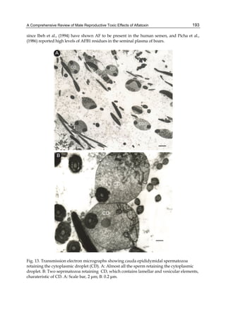 A Comprehensive Review of Male Reproductive Toxic Effects of Aflatoxin 
193 
since Ibeh et al., (1994) have shown AF to be present in the human semen, and Picha et al., 
(1986) reported high levels of AFB1 residues in the seminal plasma of boars. 
Fig. 13. Transmission electron micrographs showing cauda epididymidal spermatozoa 
retaining the cytoplasmic droplet (CD). A: Almost all the sperm retaining the cytoplasmic 
droplet. B: Two seprmatozoa retaining CD, which contains lamellar and vesicular elements, 
charateristic of CD. A: Scale bar, 2 μm; B: 0.2 μm. 
 