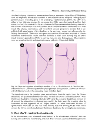 194 
Another intriguing observation was extrusion of one or more outer dense fibres (ODFs) along 
with the respective microtubule doublets of the axoneme at the midpiece –principal piece 
junction and/or connecting piece of rat sperm (Fig. 14) (Faisal et al., 2008b). The ODFs took 
either of two following courses. In one course the ODFs were disorganized and lost their 
connection with the axoneme. In the second course ODFs underwent slow disintegration such 
that in some sections there was no trace of ODFs on one side but those on the other side were 
intact. The affected spermatozoa did not exhibit forward progressive motility but a few 
exhibited sideways lashing of the flagellum at the very early stages but, subsequently, the 
lashing also stopped. There were also sperm mid-piece sections without any trace of plasma 
membrane, mitochondrial sheath and even axoneme in some cases, leaving only the ODFs 
intact. In many spermatozoa ODFs, in varying numbers, also disintegrated. These sections 
were not revealing identity as belonging to sperm mid-piece (Faisal et al, 2008b). 
Aflatoxins – Biochemistry and Molecular Biology 
Fig. 14. Eosin and nigrossin stained spermatozoa of rat. A: Normal sperm, B: ODFs on one 
side are extruded (arrowhead) at the midpiece-principal piece junction, C: ODFs on one side 
extruded (arrowhead) at the connecting piece. Scale bar, 4 μm. 
The manifestations in the principal piece were different from the above. Here, the fibrous 
sheath and the plasma membrane were lifted off from the ODFs - axoneme complex. With 
the fibrous sheath (FS) remaining intact, the ODFs and the axonemal doublets on one side or 
all around the circumference disintegrated, and in the latter case the principal piece in 
transverse section appeared as an empty vesicle. In some transverse sections of 
spermatozoa, the ODFs on one side were missing but such missing ODFs were found 
outside the fibrous sheath, i.e., between the fibrous sheath and the sperm plasma membrane. 
9. Effect of AFB1–treatment on Leydig cells 
In the mice treated AFB1, two trends were noticed. In the mice treated AFB1 for 7 days the 
Leydig cells underwent hypertrophy, and dark dense vesicles accumulated in the cytoplasm 
 