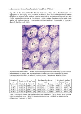 A Comprehensive Review of Male Reproductive Toxic Effects of Aflatoxin 
195 
(Fig. 15). In the mice treated for 15 and more days, there was a duration-dependent 
hyperplasia of the Leydig cells, distortion of shape of their nuclei and appearance in their 
cytoplasm of large vacuoles or dense granules. Histometric analysis of Leydig cells of AFB1- 
treated mice showed increase in the counts of Leydig cells per unit area and decrease in the 
Leydig cell nuclear diameter; the changes were dependent on the duration of treatment 
(Table 3) (Faridha et al., 2006). 
Fig. 15. Section of the testis of a treated mouse showing seminiferous tubules (ST), wtih various 
histopathological changes, and the interstitium (IN) showing Leydig cells which are dense, 
hypertrophied and densely vacuolated. Semithin section, TBO staining. Scale bar, 20 μm. 
Duration 
of 
treatment 
Counts per 103 um2 area Leydig cell perimeter 
(um) 
Leydig cell nuclear 
diameter (um) 
Control Treated Control Treated Control Treated 
7 days 20.93±1.32 14.15±2.86* 123.32±8.47 62.12±6.43* 5.52±0.63 4.68±0.43 
15 days 19.98±1.36 20.93±3.19 118.86±9.66 54.41±5.83* 5.36±0.86 3.47±0.64* 
35 days 20.32±1.86 28.86±2.68* 121.92±10.86 42.12±4.94* 5.62±0.81 3.16±0.67* 
45 days 20.18±1.43 33.70±3.92* 124.86±10.32 31.68±4.66* 5.43±0.48 2.45±0.52* 
Table 3. Leydig cell counts, perimeter and nuclear diameter of Leydig cells of AFB1-treated 
mice. Each value is mean ± SD of 25 measurements made at x400 with sections from the 
right testis of 5 animals. *p<0.001 
 