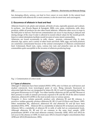 222 
has damaging effects, serious, can lead to liver cancer or even death. In the natural food 
contaminated with aflatoxin B1 is most common, is also its most toxic and carcinogenic. 
2. Occurence of aflatoxin in food and feed 
Aflatoxin found in soil, plants and animals, all kinds of nuts, especially peanuts and walnuts. 
In soybean, rice (Fouzia Begum & Samajpati, 2000), corn, pasta, condiments, milk, dairy 
products, edible oil products are also often found aflatoxin. Aflatoxins often occur in crops in 
the field prior to harvest. Post harvest contamination can occur if crop drying is delayed and 
during storage of the crop if water is allowed to exceed critical values for the mould growth. 
Insect or rodent infestations facilitate mould invasion of some stored commodities. 
Aflatoxins are found occasionally in milk, cheese, peanuts, cottonseed (Fig. 1), nuts, 
almonds, figs, spices, and a variety of other foods and feeds. Milk, eggs, and meat products 
are sometimes contaminated because of the animal consumption of aflatoxin contaminated 
feed. Cottonseed, Brazil nuts, copra, various tree nuts and pistachio nuts are the other 
commodities quite susceptible to the invasion of aflatoxin producing fungi. 
Aflatoxins – Biochemistry and Molecular Biology 
Fig. 1. Contamination of cotton seeds 
2.1 Types of aflatoxins 
Although 17 aflatoxins have been isolated (WHO, 1979), only 4 of them are well known and 
studied extensively from toxicological point of view. Being intensely fluorescent in 
ultraviolet light the four are designated by letters B1, B2, G1 and G2 representing their blue 
and green fluorescence in UV light. Two other familiar aflatoxins are M1 and M2. Because of 
their presence in milk of animals previously exposed to B1 and B2. Of all the above-named 
aflatoxins, aflatoxin B I (AFB1) is the most acutely toxic to various species. 
Toxigenic A. flavus isolates generally produce only aflatoxins B1 and B2, whereas A. 
parasiticus isolates generally produce aflatoxins B1, B2, G1 and G2 (Davis and Diener, 1983). 
Other metabolites B2a, aflatoxicol, aflatoxicol H1 and aflatoxins P1 and Q1 have been 
identified (FDA, 1979). Aflatoxin M1 is a metabolite of aflatoxin B1 in humans and animals. 
Aflatoxin M2 is a metabolite of aflatoxin B1 in milk of cattle fed on contaminated foods. 
Although aflatoxins B1, B2 and G1 are common in the same food sample, AFB1 
predominates (60-80% of the total aflatoxin content). Generally AFB2, AFG1 and AFG2 do 
not occur in the absence of AFB1. In most cases AFG1 is found in higher concentrations than 
AFB2 and AFG2 (Weidenborner, 2001). 
 