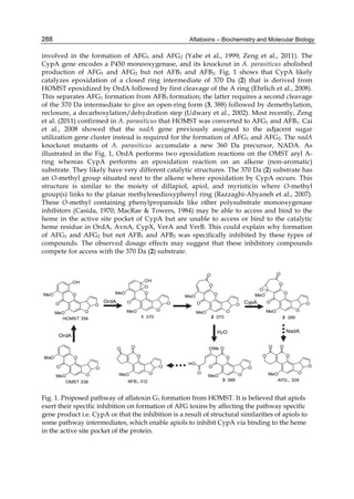 288 
involved in the formation of AFG1 and AFG2 (Yabe et al., 1999; Zeng et al., 2011). The 
CypA gene encodes a P450 monooxygenase, and its knockout in A. parasiticus abolished 
production of AFG1 and AFG2 but not AFB1 and AFB2. Fig. 1 shows that CypA likely 
catalyzes epoxidation of a closed ring intermediate of 370 Da (2) that is derived from 
HOMST epoxidized by OrdA followed by first cleavage of the A ring (Ehrlich et al., 2008). 
This separates AFG1 formation from AFB1 formation; the latter requires a second cleavage 
of the 370 Da intermediate to give an open-ring form (3, 388) followed by demethylation, 
reclosure, a decarboxylation/dehydration step (Udwary et al., 2002). Most recently, Zeng 
et al. (2011) confirmed in A. parasiticus that HOMST was converted to AFG1 and AFB1. Cai 
et al., 2008 showed that the nadA gene previously assigned to the adjacent sugar 
utilization gene cluster instead is required for the formation of AFG1 and AFG2. The nadA 
knockout mutants of A. parasiticus accumulate a new 360 Da precursor, NADA. As 
illustrated in the Fig. 1, OrdA performs two epoxidation reactions on the OMST aryl A-ring 
Aflatoxins – Biochemistry and Molecular Biology 
whereas CypA performs an epoxidation reaction on an alkene (non-aromatic) 
substrate. They likely have very different catalytic structures. The 370 Da (2) substrate has 
an O-methyl group situated next to the alkene where epoxidation by CypA occurs. This 
structure is similar to the moiety of dillapiol, apiol, and myristicin where O-methyl 
group(s) links to the planar methylenedioxyphenyl ring (Razzaghi-Abyaneh et al., 2007). 
These O-methyl containing phenylpropanoids like other polysubstrate monooxygenase 
inhibitors (Casida, 1970; MacRae & Towers, 1984) may be able to access and bind to the 
heme in the active site pocket of CypA but are unable to access or bind to the catalytic 
heme residue in OrdA, AvnA, CypX, VerA and VerB. This could explain why formation 
of AFG1 and AFG2 but not AFB1 and AFB2 was specifically inhibited by these types of 
compounds. The observed dosage effects may suggest that these inhibitory compounds 
compete for access with the 370 Da (2) substrate. 
O 
O 
O 
O 
O 
O 
O 
MeO 
MeO 
OMST 338 
O 
MeO 
MeO 
OH 
HOMST 354 
O 
O 
O 
O 
O 
O 
MeO 
O 
O 
O 
AFG1 328 
O 
MeO 
O 
MeO 
3 386 
O 
O 
O 
O 
O 
O 
MeO 
O 
O 
AFB1 312 
O 
H2O 
OrdA 
O 
OrdA CypA 
O 
O 
MeO 
MeO 
OH 
O 
1 370 
O 
O 
O 
O 
MeO 
O 
MeO 
2 370 
O 
O 
O 
OMe O 
O 
MeO 
O 
HO 
3 388 
NadA 
Fig. 1. Proposed pathway of aflatoxin G1 formation from HOMST. It is believed that apiols 
exert their specific inhibition on formation of AFG toxins by affecting the pathway specific 
gene product i.e. CypA or that the inhibition is a result of structural similarities of apiols to 
some pathway intermediates, which enable apiols to inhibit CypA via binding to the heme 
in the active site pocket of the protein. 
 