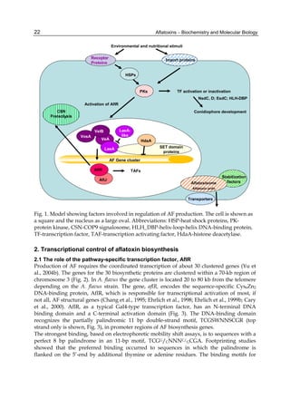 Aflatoxins – Biochemistry and Molecular Biology 
22 
Environmental and nutritional stimuli 
Receptor 
Proteins Import proteins 
TF activation or inactivation 
NsdC, D; EsdC; HLH-DBP 
Conidiophore development 
Transporters 
VelB 
VeA 
LaeA 
PKs 
HSPs 
Aflatoxisome 
AF Gene cluster 
AflR 
AflJ 
TAFs 
HdaA 
SET domain 
proteins 
Stabilization 
factors 
Activation of AflR 
CSN 
Proteolysis 
Aflatoxin prdn 
LaeA-VosA 
like 
Fig. 1. Model showing factors involved in regulation of AF production. The cell is shown as 
a square and the nucleus as a large oval. Abbreviations: HSP-heat shock proteins, PK-protein 
kinase, CSN-COP9 signalosome, HLH_DBP-helix-loop-helix DNA-binding protein, 
TF-transcription factor, TAF-transcription activating factor, HdaA-histone deacetylase. 
2. Transcriptional control of aflatoxin biosynthesis 
2.1 The role of the pathway-specific transcription factor, AflR 
Production of AF requires the coordinated transcription of about 30 clustered genes (Yu et 
al., 2004b). The genes for the 30 biosynthetic proteins are clustered within a 70-kb region of 
chromosome 3 (Fig. 2). In A. flavus the gene cluster is located 20 to 80 kb from the telomere 
depending on the A. flavus strain. The gene, aflR, encodes the sequence-specific Cys6Zn2 
DNA-binding protein, AflR, which is responsible for transcriptional activation of most, if 
not all, AF structural genes (Chang et al., 1995; Ehrlich et al., 1998; Ehrlich et al., 1999b; Cary 
et al., 2000). AflR, as a typical Gal4-type transcription factor, has an N-terminal DNA 
binding domain and a C-terminal activation domain (Fig. 3). The DNA-binding domain 
recognizes the partially palindromic 11 bp double-strand motif, TCGSWNNSCGR (top 
strand only is shown, Fig. 3), in promoter regions of AF biosynthesis genes. 
The strongest binding, based on electrophoretic mobility shift assays, is to sequences with a 
perfect 8 bp palindrome in an 11-bp motif, TCGG/CNNNC/GCGA. Footprinting studies 
showed that the preferred binding occurred to sequences in which the palindrome is 
flanked on the 5’-end by additional thymine or adenine residues. The binding motifs for 
 