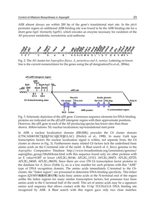 Control of Aflatoxin Biosynthesis in Aspergilli 
23 
AflR almost always are within 200 bp of the gene’s translational start site. In the pksA 
promoter region an additional AflR-binding site was found to be the AflR binding site for a 
short gene hypC (formerly hypB1), which encodes an enzyme necessary for oxidation of the 
AF precursor metabolite, norsolorinic acid anthrone. 
omtB 
aflT 
moxY 
adhA 
norA 
ver-1 
verA 
hypA 
ordB 
avfA 
vbs 
hypB2 - 
hexB 
hexA 
estA 
avnA 
aflJ 
aflR 
nor-1 
pksA 
norB 
cypA 
ordA 
omtA 
cypX 
nadA 
hypB1 
verB 
F U T C D A B R S H J E M N G L I O P Q K V W X Y 
Fig. 2. The AF cluster for Aspergillus flavus, A. parasiticus and A. nomius. Lettering on lower 
line is the current nomenclature for the genes using the afl designation(Yu et al., 2004a). 
His-rich Acidic domain 
C6 cluster His-Arg 
PacC 
PacC 
G1-3 G4,5 
Pro-rich 
aflJ 
tsp 
AflR 
AbaA 
BrlA 
Ser-rich 
3’-untranslated region 
Poly-A 
AbaA 
BrlA 
AflR 
NLD Linker 
G1-5=AreA-binding sites 
AflR protein 
aflR cds 
aflJ-aflR intergenic region 
Fig. 3. Schematic depiction of the aflR gene. Consensus sequence elements for DNA-binding 
proteins are indicated on the aflJ-aflR intergenic region with their approximate positions. 
However, the aflR gene in each of the AF-producing species has fewer sites than those 
shown. Abbreviations: NL-nuclear localization; tsp-translational start point 
In AflR a nuclear localization domain (RRARK) precedes the C6 cluster domain 
(CTSCASSKVRCTKEKPACARCIERGLAC) (Ehrlich et al., 1998). In many Gal4 type 
transcription factors the nuclear localization signal is within, not separate from, the C6 
cluster as shown in Fig. 3). Furthermore many related C6 factors lack the underlined basic 
amino acids on the C-terminal side of the motif. A Blast search of A. flavus genome in the 
Aspergillus Comparative Database http://www.broadinstitute.org/annotation/genome/ 
aspergillus_group/MultiHome.html with this sequence found only six other proteins with 
an E value=0.007 or lower (AFL2G_06146; AFL2G_11313; AFL2G_00473; AFL2G_02725; 
AFL2G_04045; AFL2G_08639). Since there are over 178 C6 transcription factor proteins in 
the database for A. flavus (Table 1), six is a low number for such proteins with this “AflR” 
type of DNA recognition domain. The amino acids immediately C-terminal to the C6- 
cluster, the “linker region”, are presumed to determine DNA-binding specificity. This linker 
region (QYMVSKRMGRNPR) lacks basic amino acids at the N-terminal end of the region 
unlike the linker regions for many similar transcription factors, but possesses four basic 
amino acids in the C-terminal half of the motif. This set of amino acids may be a signature 
amino acid sequence that allows contact with the 11-bp TCGN5CGA DNA binding site 
recognized by AflR. A Blast search with this region gave only two close matches: 
 
