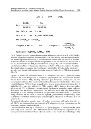 Binding of Aflatoxin B1 to Lactic Acid Bacteria and 
Saccharomyces cerevisiae in vitro: A Useful Model to Determine the Most Efficient Microorganism 
333 
AFB1 + S S-AFB1 
[S-AFB1] Xso 
Keq = = 
[AFB1] [S] [AFB1] Xsf 
Xso + Xsf = 1 and Ø = Xso 
Xsf = 1 – Ø and Keq = Ø / [AFB1] (1 –Ø) 
Ø = [AFB1] Keq / 1 + [AFB1] Keq 
M [AFB1] Keq 
Adsorption = M x Ø and Adsorption = 
1 + [AFB1] Keq 
1 / adsorption = 1 / [AFB1]eq 1 / M Keq + 1 / M 
Fig. 3. Theoretical model proposed to explain the adsorption process of AFB1 by LAB and S. 
cerevisiae. The equations permit the calculation of the total binding sites per microorganism 
(M) and the equilibrium constant (Keq) involved in the process. Sf is the amount of free sites 
in the surface cellular. So represents the occupied sites in the cell surface and is equivalent to 
S-AFB1, determined as the AFB1 bound to the cell. [AFB1] is the AFB1 concentration in the 
equilibrium condition of the system, determined as the free AFB1 in the medium. Xso (Ø) is 
the molar fraction of occupied sites (mol So/mol total). Xsf (1 - Ø) is the molar fraction of 
free sites (mol Sf/mol total). Adsorption is the amount of molecules of AFB1 bound per cell 
(M x Ø). 
Figure 4A shows the saturation curve of L. acidophilus Po22 and L. fermentum subsp. 
cellobiosus 408 when the process is considered physisorption and indicates that the two 
strains have similar AFB1 binding efficiency per bacterium, particularly for low 
concentrations of toxin. This result is different from the ones reported in Table 1 based only 
on viable bacteria (CFU ml-1) and assayed with a unique mycotoxin concentration, since L. 
acidophilus Po22 was more efficient in AFB1 binding (42.8%) than L. fermentum subsp. 
cellobiosus 408 (13.2%). However, we determined that in these assays Po22 strain had more 
dead cells than 408 strain, consequently Po22 had more total cells and showed higher 
percentage of AFB1 binding. In terms of our proposed adsorption model, L. fermentum 
subsp. cellobiosus 408 has lower M values but higher Keq values than L. acidophilus Po22 (Table 
8), and these two factors balance to give toxin adsorption efficiencies of 9.37 and 6.25 x 1010 
respectively. 
According to adsorption model, a larger cell surface is associated with higher total sites per 
cell (M). To test this possibility, we measured AFB1 adsorption in three yeast strains and the 
saturation curves are shown in Figure 5. 
The adsorption of AFB1 by S. cerevisiae RC016 (from pig gut), S. cerevisiae RC008 (from 
feed stuff) and S. cerevisiae CECT 1891 (from culture collection) was dependent on the 
toxin concentration in the medium, which is similar to the results showed in Figure 1 by 
 