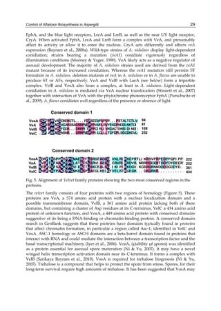 Control of Aflatoxin Biosynthesis in Aspergilli 
29 
FphA, and the blue light receptors, LreA and LreB, as well as the near UV light receptor, 
CryA. When activated FphA, LreA and LreB form a complex with VeA, and presumably 
affect its activity or allow it to enter the nucleus. CryA acts differently and affects veA 
expression (Bayram et al., 2008a). Wild-type strains of A. nidulans display light-dependent 
conidiation; strains bearing a mutation (veA1) conidiate vigorously regardless of 
illumination conditions (Mooney & Yager, 1990). VeA likely acts as a negative regulator of 
asexual development. The majority of A. nidulans strains used are derived from the veA1 
mutant because of its increased conidiation. Whereas the veA1 mutation still permits ST 
formation in A. nidulans, deletion mutants of veA in A. nidulans or in A. flavus are unable to 
produce ST or AFs, respectively. VeA and VelB with LaeA (see below) form a tripartite 
complex. VelB and VosA also form a complex, at least in A. nidulans. Light-dependent 
conidiation in A. nidulans is mediated via VeA nuclear translocation (Stinnett et al., 2007) 
together with interaction of VeA with the phytochrome photoreceptor FphA (Purschwitz et 
al., 2009). A. flavus conidiates well regardless of the presence or absence of light. 
VosA 
VeA 
VelB 
VelC 
VosA 
VeA 
VelB 
VelC 
QQQ. 
QQQQ 
PPPP 
T 
RRRA 
EII 
AAAA 
RRRR 
V 
A 
ACCC 
MA 
GGGG 
GAF 
K 
GGS 
N 
E 
KKKR 
ADN 
GS.. 
T 
L 
S.. 
. 
A.. 
. 
DDD 
. 
RRR 
. 
RRR 
F 
PPP 
DDT 
VI 
V 
PPPP 
D 
SPPP 
DPPP 
DV 
CI 
VVI 
PE 
R 
Q 
L 
VLLL 
P 
VVVL 
RI 
L 
PY 
KT 
. 
E 
. 
S 
DD 
. 
D 
AF 
PPT 
QD 
S 
NEL 
P 
T 
ADE 
DKS 
LLI 
D 
T 
NDD 
Q 
GKI 
TT 
ND 
K 
L 
VII 
DEV 
ST 
D 
Q 
L 
94 
81 
108 
252 
222 
252 
361 
434 
Conserved domain 1 
Conserved domain 2 
SSSS 
DVE 
RPPP 
N 
FFFF 
TT 
QH 
VVVV 
SFF 
Y 
P 
P 
NSP 
KKKK 
AAA 
S 
FFFF 
KKD 
PPPP 
GGGG 
ML 
AAI 
V 
M 
ET 
E 
D 
K 
SSSS 
TTT 
S 
F 
ST 
P 
LLLL 
SSS 
RRKE 
A 
SV 
FI 
FL 
C 
G 
AAAK 
DEL 
E 
QQQL 
GGGG 
... 
F 
V 
CI 
V 
KRKE 
L 
VI 
L 
RRP 
III 
K 
T 
RRRR 
KRK 
E 
DDE 
G 
PV 
GG 
RRV 
T... 
K 
L 
I 
R 
MK. 
KRS 
G. 
RRRK 
G 
S 
GGG VE 
RR P 
RRNR 
KNK 
PT 
D. 
E 
DDD. 
DD. 
YY 
D. 
P 
D 
QY 
D. 
G. 
P 
I 
DD. 
EY. 
PE 
D. 
P 
RV.. 
R.. 
Fig. 5. Alignment of Velvet family proteins showing the two most conserved regions in the 
proteins. 
The velvet family consists of four proteins with two regions of homology (Figure 5). These 
proteins are VeA, a 574 amino acid protein with a nuclear localization domain and a 
possible transmembrane domain, VelB, a 361 amino acid protein lacking both of these 
domains, but containing a cluster of Asp residues at its C-terminus, VelC a 434 amino acid 
protein of unknown function, and VosA, a 449 amino acid protein with conserved domains 
suggestive of its being a DNA-binding or chromatin-binding protein. A conserved domain 
search in GenBank suggests that these proteins have domains typically found in proteins 
that affect chromatin formation, in particular a region called Asc-1, identified in VelC and 
VosA. ASC-1 homology or ASCH domains are a beta-barrel domain found in proteins that 
interact with RNA and could mediate the interaction between a transcription factor and the 
basal transcriptional machinery (Iyer et al., 2006). VosA, (viability of spores) was identified 
as a protein essential for asexual spore maturation (Ni & Yu, 2007). It may have a novel 
winged helix transcription activation domain near its C-terminus. It forms a complex with 
VelB (Sarikaya Bayram et al., 2010). VosA is required for trehalose biogenesis (Ni & Yu, 
2007). Trehalose is a compound that helps to protect the spore from stress. Spores, for their 
long-term survival require high amounts of trehalose. It has been suggested that VosA may 
 