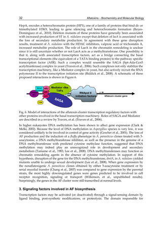 32 
HepA, encodes a heterochromatin protein (HP1), one of a family of proteins that bind di- or 
trimethylated H3K9, leading to gene silencing and heterochromatin formation (Reyes- 
Dominguez et al., 2010). Deletion mutants of these proteins have generally been associated 
with increased production of ST in A. nidulans except that deletion of laeA is associated with 
the loss of secondary metabolite production. In agreement with these gene disruption 
results, treatment of A. nidulans with the HDAC inhibitors, valproic acid or trichostatin A, 
increased metabolite production. The role of LaeA in the chromatin remodeling is unclear 
since it is still uncertain whether or not LaeA acts as a methyltransferase. One possibility is 
that it, along with associated transcription factors, act as a bridge connecting the basal 
transcriptional elements (the equivalent of a TATA binding protein) to the pathway specific 
transcription factor (AflR). Such a complex would resemble the SAGA (Spt-Ada-Gcn5 
acetyltranferase) complex in yeast (Traven et al., 2006). Such complexes not only stabilize the 
transcription machinery, like a Mediator complex in yeast, but also actively recruit the RNA 
polymerase II to the transcription initiation site (Biddick et al., 2008). A schematic of these 
proposed interactions is shown in Figure 6. 
Aflatoxins – Biochemistry and Molecular Biology 
Mediator -like 
TAFs 
SAGA 
AflJ 
Aflatoxin cluster gene 
AflR 
AflR 
RNApol II 
TBP initiation factors 
Velvet 
proteins 
Global 
TFs 
CSN 
Fig. 6. Model of interactions of the aflatoxin cluster transcription regulatory factors with 
other proteins involved in the basal transcription machinery. Roles of SAGA and Mediator 
are described in a review by Traven, et al. (Traven et al., 2006). 
In higher eukaryotes DNA methylation has been shown to affect gene expression (Clark & 
Melki, 2002). Because the level of DNA methylation in Aspergillus species is very low, it was 
considered unlikely to be involved in control of gene activity (Gowher et al., 2001). The loss of 
AF production and the induction of a fluffy phenotype in A. parasiticus clones treated with 5- 
azacytosine, a DNA methyltransferase inhibitor, as well as the presence in the genome of a 
DNA methyltransferase with predicted cytosine methylase function, suggested that DNA 
methylation may indeed play an unrecognized role in development and secondary 
metabolism (Tamame et al., 1983; Lee et al., 2008). DNA methyltransferases may function as 
chromatin remodeling agents in the absence of cytosine methylation. In support of this 
hypothesis, disruption of the gene for the DNA methyltransferase, dmtA, in A. nidulans yielded 
mutants unable to undergo sexual development (Lee et al., 2008). When gene expression by 
the nonaflatoxigenic A. parasiticus clones obtained by either 5-azacytosine treatment or by 
serial mycelial transfer (Chang et al., 2007) was compared to gene expression by the parental 
strain, the most highly downregulated genes were genes predicted to be involved in cell 
receptor recognition, signaling or transport (Wilkinson, et al., unpublished results). 
Surprisingly, the genes in the AF cluster were still transcribed at normal levels. 
3. Signaling factors involved in AF biosynthesis 
Transcription factors may be activated (or deactivated) through a signal-sensing domain by 
ligand binding, post-synthetic modifications, or proteolysis. The domain responsible for 
 