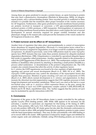 Control of Aflatoxin Biosynthesis in Aspergilli 
35 
Among these are genes predicted to encode a protein kinase, an opsin homolog [a protein 
that may bind a photoreactive chromophore (Shichida & Matsuyama, 2009)], an integrin-repeat 
protein, and a calcium-binding protein. Since mycelial growth is unaffected in these 
mutants it is possible that the treatments affect proper formation of the vesicles necessary 
for AF biogenesis. Furthermore, other genes predicted to encode membrane-bound proteins 
are proteins involved in transport or exocytosis: a GPI (glycosylphosphatidylinositol)- 
anchored protein a GABA permease, a MFS transporter. Downregulation of expression of 
genes encoding membrane-bound proteins described above could explain the loss of normal 
development of asexual structures required for proper conidial formation and this 
phenotypic change in the mutant cells could prevent the formation of the vesicle needed for 
AF biogenesis (Chanda et al., 2009). 
5. Protein turnover and its effect on AF biosynthesis 
Another form of regulation that takes place post-translationally is control of transcription 
factor abundance by targeted degradation. Obviously if a transcription factor critical for a 
particular function is targeted for degradation, it no longer would be available for regulation 
of expression. As alluded to previously, some of the AflR proteins made by some Aspergillus 
species have PEST domains that may make these proteins destined for ubiquitin-mediated 
degradation (Rechsteiner, 1988). Ubiquitination is controlled by specialized ubiquitin ligases 
that reside in organelles called proteasomes. Another organelle related to the proteasome is 
called the COP9 Signalosome (CSN) (Busch et al., 2003). This multiprotein complex can both 
stabilize or destabilize other proteins by attaching or detaching a small protein (Nedd8) in a 
process called neddylation or deneddylation at the protein’s ubiquitination site. The CSN 
complex also contains kinases that affect the activity of other regulatory factors. 
In A. nidulans the COP9 signalosome was found to be a key regulator of light-dependent 
signaling and asexual and sexual development (Busch et al., 2003; He et al., 2005). The 
Aspergillus COP9 signalosome may control the abundance of the transcription factors that 
regulate these processes. Mutation of genes encoding csnD and csnE (components of CSN) 
(Busch et al., 2003) affects normal development in A. nidulans and pigmentation. In these 
mutants the abnormal mycelial pigmentation suggests that CSN regulates processes in both 
fungal development and secondary metabolism. When LaeA was used as the bait in a yeast 
two-hybrid assay with an A. parasiticus cDNA expression library as the prey, among the 
proteins binding to LaeA was COP9 signalosome complex subunit 5 (XM_001211499) (K. 
Ehrlich and B. M. Mack, unpublished data). This further suggests that the activity of LaeA 
may be modulated by specific interactions with CSN. 
6. Conclusions 
Expression of the genes in the AF biosynthesis cluster is mainly controlled by the pathway 
specific Cys6Zn2 DNA binding protein, AflR. While AflR appears to be necessary for the 
activation, a number of coactivators are important for fine-tuning of the timing of AflR’s 
activity. These proteins, AflJ, LaeA, VeA, VelB and VosA, may form a complex in the nucleus 
to not only position AflR at the AF cluster genes but also alter the chromatin conformation in 
this locus in order to allow AflR and global transcriptional regulatory proteins to make contact 
with the basal transcription machinery. They may do this concomitantly with AflR binding or 
act to recruit AflR to the cluster. AflR expression is induced by simple sugars and inhibited by 
certain organic acids and aldehydes. Globally acting DNA-binding proteins are involved in 
 