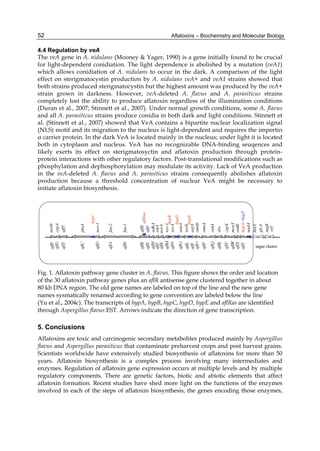 52 
4.4 Regulation by veA 
The veA gene in A. nidulans (Mooney & Yager, 1990) is a gene initially found to be crucial 
for light-dependent conidiation. The light dependence is abolished by a mutation (veA1) 
which allows conidiation of A. nidulans to occur in the dark. A comparison of the light 
effect on sterigmatocystin production by A. nidulans veA+ and veA1 strains showed that 
both strains produced sterigmatocystin but the highest amount was produced by the veA+ 
strain grown in darkness. However, veA-deleted A. flavus and A. parasiticus strains 
completely lost the ability to produce aflatoxin regardless of the illumination conditions 
(Duran et al., 2007; Stinnett et al., 2007). Under normal growth conditions, some A. flavus 
and all A. parasiticus strains produce conidia in both dark and light conditions. Stinnett et 
al. (Stinnett et al., 2007) showed that VeA contains a bipartite nuclear localization signal 
(NLS) motif and its migration to the nucleus is light-dependent and requires the importin 
α carrier protein. In the dark VeA is located mainly in the nucleus; under light it is located 
both in cytoplasm and nucleus. VeA has no recognizable DNA-binding seuqences and 
likely exerts its effect on sterigmatosyctin and aflatoxin production through protein-protein 
Aflatoxins – Biochemistry and Molecular Biology 
interactions with other regulatory factors. Post-translational modifications such as 
phosphylation and dephosphorylation may modulate its activity. Lack of VeA production 
in the veA-deleted A. flavus and A. parasiticus strains consequently abolishes aflatoxin 
production because a threshold concentration of nuclear VeA might be necessary to 
initiate aflatoxin biosynthesis. 
Fig. 1. Aflatoxin pathway gene cluster in A. flavus. This figure shows the order and location 
of the 30 aflatoxin pathway genes plus an aflR antisense gene clustered together in about 
80 kb DNA region. The old gene names are labeled on top of the line and the new gene 
names sysmatically renamed according to gene convention are labeled below the line 
(Yu et al., 2004c). The transcripts of hypA, hypB, hypC, hypD, hypE and aflRas are identified 
through Aspergillus flavus EST. Arrows indicate the direction of gene transcription. 
5. Conclusions 
Aflatoxins are toxic and carcinogenic secondary metabolites produced mainly by Aspergillus 
flavus and Aspergillus parasiticus that contaminate preharvest crops and post harvest grains. 
Scientists worldwide have extensively studied biosynthesis of aflatoxins for more than 50 
years. Aflatoxin biosynthesis is a complex process involving many intermediates and 
enzymes. Regulation of aflatoxin gene expression occurs at multiple levels and by multiple 
regulatory components. There are genetic factors, biotic and abiotic elements that affect 
aflatoxin formation. Recent studies have shed more light on the functions of the enzymes 
involved in each of the steps of aflatoxin biosynthesis, the genes encoding those enzymes, 
 