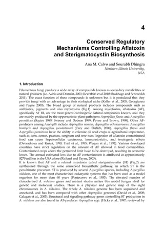 4 
Conserved Regulatory 
Mechanisms Controlling Aflatoxin 
and Sterigmatocystin Biosynthesis 
Ana M. Calvo and Sourabh Dhingra 
Northern Illinois University, 
USA 
1. Introduction 
Filamentous fungi produce a wide array of compounds known as secondary metabolites or 
natural products (i.e. Adrio and Demain, 2003; Reverberi et al 2010; Brakhage and Schroeckh 
2011). The exact function of these compounds is unknown but it is postulated that they 
provide fungi with an advantage in their ecological niche (Keller et al., 2005; Georgianna 
and Payne 2009). The broad group of natural products includes compounds such as 
antibiotics, pigments and also mycotoxins (Fig.1). Among mycotoxins, aflatoxins (AF), 
specifically AF B1, are the most potent carcinogenic natural compounds known, and they 
are mainly produced by the opportunistic plant pathogens Aspergillus flavus and Aspergillus 
parasiticus (Squire 1989; Sweeny and Dobson 1999; Payne and Brown, 1998). Other AF-producers 
among Aspergilli include Aspergillus nomius, Aspergillus ochraceoroseus, Aspergillus 
bombycis and Aspergillus pseudotamari (Cary and Ehrlich, 2006). Aspergillus flavus and 
Aspergillus parasiticus have the ability to colonize oil seed crops of agricultural importance, 
such as corn, cotton, peanuts, sorghum and tree nuts. Ingestion of aflatoxin contaminated 
food can cause hepatocellular carcinoma, immunotoxicity, and teratogenic effects 
(Dvorackova and Kusak, 1990; Trail et al., 1995; Wogan et al., 1992). Various developed 
countries have strict regulation on the amount of AF allowed in food commodities. 
Contaminated crops above the permitted limit have to be destroyed, resulting in economic 
losses. The annual estimated loss due to AF contamination is attributed at approximately 
$270 million in the USA alone (Richard and Payne, 2003). 
It is known that AF and a related mycotoxin called sterigmatocystin (ST) (Fig.2) are 
synthesized through the same conserved biosynthetic pathway, in which ST is the 
penultimate precursor. ST is produced by several Aspergillus species, including Aspergillus 
nidulans, one of the most characterized eukaryotic systems that has been used as a model 
organism for more than 60 years (Pontecorvo et al., 1953). The elevated number of 
characterized A. nidulans genes and mutant strains makes this model fungus ideal for 
genetic and molecular studies. There is a physical and genetic map of the eight 
chromosomes in A. nidulans. The whole A. nidulans genome has been sequenced and 
annotated, and has been compared with other Aspergillus genomes (David et al., 2008; 
Galagan et al., 2005). Structural and signaling pathway genes controlling ST production in 
A. nidulans are also found in AF-producer Aspergillus spp. (Hicks et al., 1997; reviewed by 
 