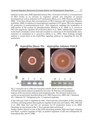Conserved Regulatory Mechanisms Controlling Aflatoxin and Sterigmatocystin Biosynthesis 
71 
adenylyl cyclase and cAMP-dependent kinase PKA. Activation of FadA or overexpression 
of PKA results in an increase in vegetative growth and reduction of asexual 
development,as well as reduction in ST production (Hicks et al., 1997; Shimizu and Keller, 
2000). It has been shown that overexpression of PKA represses aflR expression (Shimizu 
and Keller, 2000). In addition to transcriptional regulation of ST genes, PKA also regulates 
ST production at posttranslational level. PKA negatively regulates the localization of 
AflR protein in the nucleus by phosphorylation (Shimizu et al., 2003). In A. parasiticus 
PKA also negatively regulates AF production (Roze et al., 2004). Additionally, expression 
of the FadA constitutive active form also resulted in a decrease of AF intermediates and a 
reduction in conidiation in A. parasiticus (Hicks et al., 1997). These findings strongly 
indicate a conservation of the FadA-PKA signaling pathway in regulating ST and AF 
production. 
Fig. 2. Aspergillus flavus (70S) and Aspergillus nidulans (FGSC 4) wild type strains. 
A) Point-inoculated cultures incubated for five days. B) Thin layer chromatography 
analysis of the mycotoxins aflatoxin and sterigmatocystin. The chemical analysis was 
carried out as previously described (Kato et al., 2003; Duran et al., 2007). Std. = Standard, 
AF = Aflatoxin, ST = Sterigmatocystin. 1-3 represent replicates. 
In the wild type, FadA is regulated by FluG, which activates transcription of flbA, encoding 
a GTPase activating protein that negatively regulates FadA (Lee and Adams, 1994; 1996; Seo 
et al., 2003. Both, fluG and flbA are necessary for ST production (Calvo et al., 2002). 
Homologs are also present in the A. flavus genome (data not shown). 
Further studies showed of role of the FadA-interacting proteins, SfaD and GpgA subunits, 
and PhnA, a positive regulator of Gβγ, as positive regulators of aflR and consequently ST 
biosynthesis (Seo and Yu, 2006). 
 