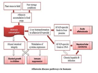 Aflatoxin disease pathways in humans
 