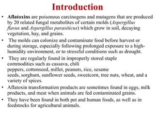Introduction
• Aflatoxins are poisonous carcinogens and mutagens that are produced
by 20 related fungal metabolites of certain molds (Aspergillus
flavus and Aspergillus parasiticus) which grow in soil, decaying
vegetation, hay, and grains.
• The molds can colonize and contaminate food before harvest or
during storage, especially following prolonged exposure to a high-
humidity environment, or to stressful conditions such as drought.
• They are regularly found in improperly stored staple
commodities such as cassava, chili
peppers, cottonseed, millet, peanuts, rice, sesame
seeds, sorghum, sunflower seeds, sweetcorn, tree nuts, wheat, and a
variety of spices.
• Aflatoxin transformation products are sometimes found in eggs, milk
products, and meat when animals are fed contaminated grains.
• They have been found in both pet and human foods, as well as in
feedstocks for agricultural animals.
 