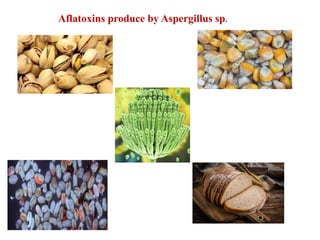 Aflatoxins produce by Aspergillus sp.
 