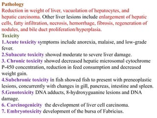 Pathology
Reduction in weight of liver, vacuolation of hepatocytes, and
hepatic carcinoma. Other liver lesions include enlargement of hepatic
cells, fatty infiltration, necrosis, hemorrhage, fibrosis, regeneration of
nodules, and bile duct proliferation/hyperplasia.
Toxicity
1.Acute toxicity symptoms include anorexia, malaise, and low-grade
fever.
2.Subacute toxicity showed moderate to severe liver damage.
3. Chronic toxicity showed decreased hepatic microsomal cytochrome
P-450 concentration, reduction in feed consumption and decreased
weight gain.
4.Subchronic toxicity in fish showed fish to present with preneoplastic
lesions, concurrently with changes in gill, pancreas, intestine and spleen.
5.Genotoxicity DNA adducts, 8-hydroxyguanine lesions and DNA
damage.
6. Carcinogenicity the development of liver cell carcinoma.
7. Embryotoxicity development of the bursa of Fabricius.
 