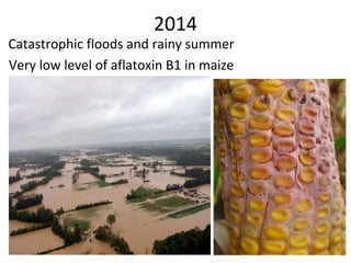2014
Catastrophic floods and rainy summer
Very low level of aflatoxin B1 in maize
 