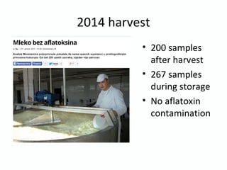 2014 harvest
• 200 samples
after harvest
• 267 samples
during storage
• No aflatoxin
contamination
 