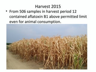 Harvest 2015
• From 506 samples in harvest period 12
contained aflatoxin B1 above permitted limit
even for animal consumption.
 