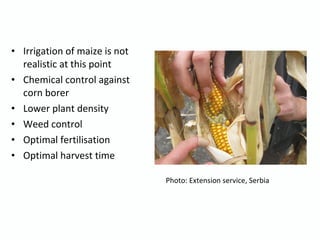 • Irrigation of maize is not
realistic at this point
• Chemical control against
corn borer
• Lower plant density
• Weed control
• Optimal fertilisation
• Optimal harvest time
Photo: Extension service, Serbia
 