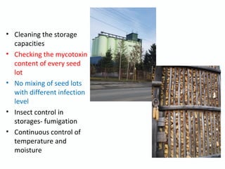 • Cleaning the storage
capacities
• Checking the mycotoxin
content of every seed
lot
• No mixing of seed lots
with different infection
level
• Insect control in
storages- fumigation
• Continuous control of
temperature and
moisture
 