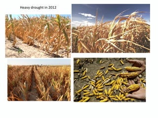 Heavy drought in 2012
 