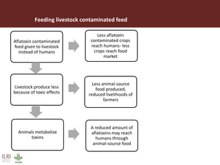 Aflatoxins and animal health: Case studies from Africa