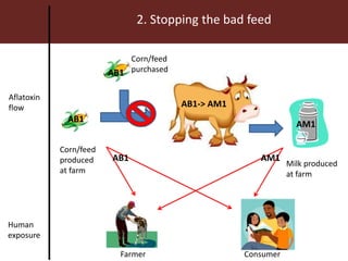 Farmer Consumer
2. Stopping the bad feed
Aflatoxin
flow
Human
exposure
AB1
AB1
AB1-> AM1
AM1
Corn/feed
produced
at farm
Corn/feed
purchased
Milk produced
at farm
AB1 AM1
 