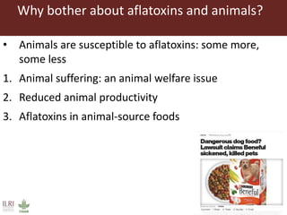 Aflatoxins in the dairy value chain: A challenge for the informal market?