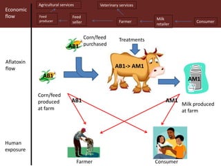 Aflatoxins in the dairy value chain: A challenge for the informal market?