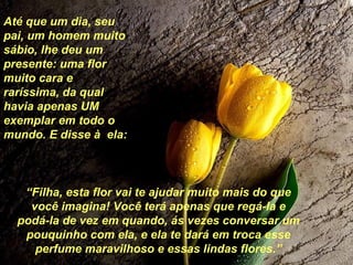 Até que um dia, seu pai, um homem muito sábio, lhe deu um presente: uma flor muito cara e raríssima, da qual havia apenas UM exemplar em todo o mundo. E disse à  ela: “ Filha, esta flor vai te ajudar muito mais do que você imagina! Você terá apenas que regá-la e podá-la de vez em quando, ás vezes conversar um pouquinho com ela, e ela te dará em troca esse perfume maravilhoso e essas lindas flores.” 
