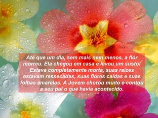 Até que um dia, sem mais nem menos, a flor morreu. Ela chegou em casa e levou um susto! Estava completamente morta, suas raízes estavam ressecadas, suas flores caídas e suas folhas amarelas. A Jovem chorou muito e contou a seu pai o que havia acontecido. 