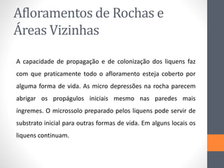 Afloramentos de Rochas e
Áreas Vizinhas
A capacidade de propagação e de colonização dos liquens faz
com que praticamente todo o afloramento esteja coberto por
alguma forma de vida. As micro depressões na rocha parecem
abrigar os propágulos iniciais mesmo nas paredes mais
íngremes. O microssolo preparado pelos liquens pode servir de
substrato inicial para outras formas de vida. Em alguns locais os
liquens continuam.
 
