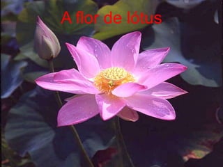 A flor de lótus
 