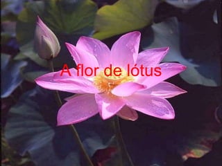 A flor de lótus 