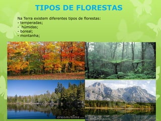 TIPOS DE FLORESTAS
Na Terra existem diferentes tipos de florestas:
- temperadas;
- húmidas;
- boreal;
- montanha;
 