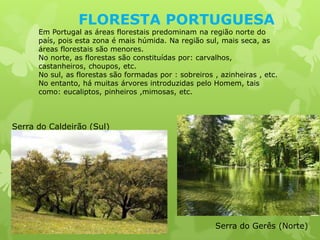 FLORESTA PORTUGUESA
      Em Portugal as áreas florestais predominam na região norte do
      país, pois esta zona é mais húmida. Na região sul, mais seca, as
      áreas florestais são menores.
      No norte, as florestas são constituídas por: carvalhos,
      castanheiros, choupos, etc.
      No sul, as florestas são formadas por : sobreiros , azinheiras , etc.
      No entanto, há muitas árvores introduzidas pelo Homem, tais
      como: eucaliptos, pinheiros ,mimosas, etc.



Serra do Caldeirão (Sul)




                                                         Serra do Gerês (Norte)
 