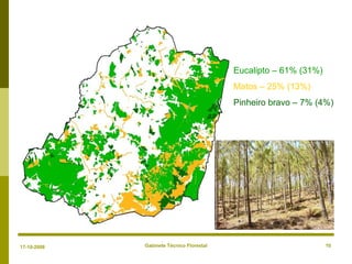 Gabinete Técnico Florestal 10
Eucalipto – 61% (31%)
Matos – 25% (13%)
Pinheiro bravo – 7% (4%)
17-10-2008
 