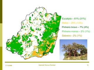 Gabinete Técnico Florestal 12
Eucalipto – 61% (31%)
Matos – 25% (13%)
Pinheiro bravo – 7% (4%)
Pinheiro manso – 2% (1%)
Sobreiro - 2% (1%)
17-10-2008
 