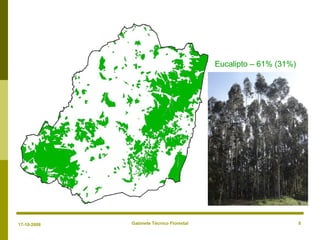 Gabinete Técnico Florestal 8
Eucalipto – 61% (31%)
17-10-2008
 