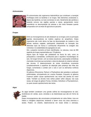 Actinomicetos
Os actinomicetos são organismos heterotróficos que constituem a transição
morfológica entre as bactérias e os fungos. São elementos unicelulares e,
depois das bactérias, os mais numerosos no solo. Geralmente são aeróbios e
bastante comuns nas regiões quentes e secas, apresentando menor
importância na decomposição da celulose e dos solos florestais quando
comparados com as áreas de agricultura e pecuária.
Fungos
Entre os microorganismos do solo destacam-se os fungos como os principais
agentes decompositores da matéria orgânica da serapilheira. Esses
organismos são muito ativos na fase da decomposição da madeira e dos
demais resíduos vegetais, participando diretamente na formação dos
diferentes tipos de húmus e contribuindo eficazmente na ciclagem dos
nutrientes e na estabilidade dos agregados do solo.
Até o presente momento já foram identificados, na natureza, mais de 690
espécies de fungos representados por 170 gêneros.
Alguns tipos de fungos são predadores da fauna do solo, como os
protozoários e nematóides, contribuindo para o equilíbrio microbiológico do
solo. Os fungos formam, com as raízes das árvores, associações simbióticas
chamadas micorrizas que aumentam a área de absorção do sistema radicular
das árvores. O desenvolvimento de raízes micotróficas incrementa
consideravelmente a superfície de absorção pela presença das hifas dos
fungos, aumentando o contato com o solo e com os elementos nutritivos
disponíveis.
Os gêneros Rhizoctonia, Pythium e Phythophtora são parasitas e produzem
enfermidades, principalmente em viveiros florestais. Enquanto os gêneros
Fusarium podem causar apodrecimento nas raízes das plantas de maior
idade. Também as árvores mais velhas podem sofrer ataques, nas suas
raízes, de fungos do gênero Fomes, Armilária, Verticillium e Phymatotrichum,
os quais causam apodrecimento das raízes.
Algas
As algas também constituem uma grande colônia de microorganismos do solo,
dividindo-se em verdes, azuis, amarelas e as diatomáceas que são em forma de
bastão.
Esses microorganismos são encontrados principalmente em solos férteis, ricos em
fósforo e nitrogênio disponíveis, tendendo a serem raros nos solos arenosos e
ácidos. Podem, no entanto, desenvolver-se em locais áridos e arenosos,
 