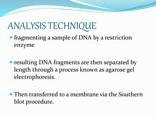 ANALYSIS TECHNIQUE
 fragmenting a sample of DNA by a restriction
enzyme
 resulting DNA fragments are then separated by
length through a process known as agarose gel
electrophoresis.
 Then transferred to a membrane via the Southern
blot procedure.
 