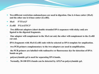  Two different restriction endonucleases are used in digestion. One is 4-base cutter (MseI)
and the other one is 6-base cutter (EcoRI).
 MseI 5’TTAA3’
 EcoRI 5’GAATTC3’
- Two different adaptors (short double stranded DNA sequences with sticky end) are
ligated to the digested fragments.
- One adaptor will complement to the Msel cut end, the other will complement to the EcoRI
cut end.
- DNA fragments with MseI-EcoRI ends with be selected as DNA template for amplication.
- two PCR primers complementary to the two adaptors are used in amplification.
- the PCR primers are labelled with radioactive or fluorescence dye for detection of DNA
bands on gels
- polyacrylamide gel is used for separating DNA bands.
- Normally, 30-100 DNA bands can be detected by AFLP on polycrylamide gel.
 