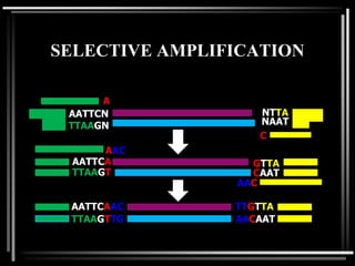 SELECTIVE AMPLIFICATION
AATTCN
TTAAGN
NTTA
NAAT
AATTCA
TTAAGT
GTTA
CAAT
AATTCAAC
TTAAGTTG
TTGTTA
AACAAT
A
C
AAC
AAC
 