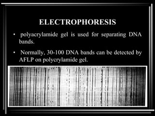 ELECTROPHORESIS
• polyacrylamide gel is used for separating DNA
bands.
• Normally, 30-100 DNA bands can be detected by
AFLP on polycrylamide gel.
 