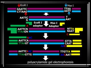 GAATTC
CTTAAG
TTAA
AATT
EcoR I Mse I
AATTC
G
T
AAT
EcoR I
adapter
Mse I
Adapter
AATTCN
TTAAGN
NTTA
NAAT
AATTCA
TTAAGT
GTTA
CAAT
AATTCAAC
TTAAGTTG
TTGTTA
AACAAT
A
C
AAC
AAC
polyacrylamide gel electrophoresis
 
