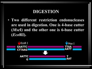 DIGESTION
• Two different restriction endonucleases
are used in digestion. One is 4-base cutter
(MseI) and the other one is 6-base cutter
(EcoRI).
GAATTC
CTTAAG AATT
EcoR I Mse I
AATTC
G
T
AAT
TTAA
 