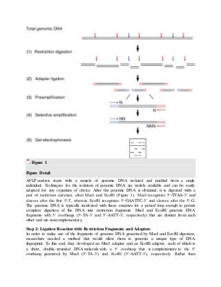 Figure 1
Figure Detail
AFLP analysis starts with a sample of genomic DNA isolated and purified from a single
individual. Techniques for the isolation of genomic DNA are widely available and can be easily
adapted for any organism of choice. After the genomic DNA is obtained, it is digested with a
pair of restriction enzymes, often MseI and EcoRI (Figure 1). MseI recognizes 5′-TTAA-3′ and
cleaves after the first 5′-T, whereas EcoRI recognizes 5′-GAATTC-3′ and cleaves after the 5′-G.
The genomic DNA is typically incubated with these enzymes for a period long enough to permit
complete digestion of the DNA into restriction fragments. MseI and EcoRI generate DNA
fragments with 5′ overhangs (5′-TA-3′ and 5′-AATT-3′, respectively) that are distinct from each
other and are noncomplementary.
Step 2: Ligation Reaction with Restriction Fragments and Adaptors
In order to make use of the fragments of genomic DNA generated by MseI and EcoRI digestion,
researchers needed a method that would allow them to generate a unique type of DNA
fingerprint. To this end, they developed an MseI adaptor and an EcoRI adaptor, each of which is
a short, double-stranded DNA molecule with a 5′ overhang that is complementary to the 5′
overhang generated by MseI (5′-TA-3′) and EcoRI (5′-AATT-3′), respectively. Rather than
 