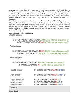 containing a 3′-A after the 5′-TA-3′ overhang, the MseI adaptor contains a 3′-C, which destroys
the MseI recognition site once ligated. Similarly, rather than containing a 3′-C after the 5′-
AATT-3′ overhang, the EcoRI adaptor contains a 3′-G, which destroys the EcoRI recognition
site once ligated. The MseI and EcoRI adaptors each contain their own specific DNA sequence,
typically between 19 and 22 base pairs in length, that is located upstreamof their respective 5′
overhangs.
The aforementioned ligation reaction involves incubation of the MseI/EcoRI digested genomic
DNA together with the two adaptors and with DNA ligase, which is an enzyme that covalently
links the adaptors with their respective complementary 5′ ends. MseI and EcoRI restriction
enzymes can also be added to this ligation reaction, as they will prevent re-ligation between
EcoRI-EcoRI and MseI-MseI genomic fragments and will not recognize the ligated adaptor-
genomic DNA fragments.
Step 3: Selective PCR Amplification
Figure 2
Figure Detail
 