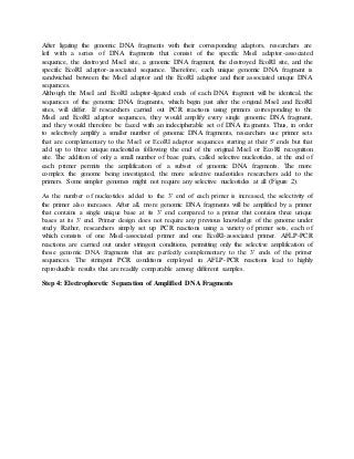 After ligating the genomic DNA fragments with their corresponding adaptors, researchers are
left with a series of DNA fragments that consist of the specific MseI adaptor-associated
sequence, the destroyed MseI site, a genomic DNA fragment, the destroyed EcoRI site, and the
specific EcoRI adaptor-associated sequence. Therefore, each unique genomic DNA fragment is
sandwiched between the MseI adaptor and the EcoRI adaptor and their associated unique DNA
sequences.
Although the MseI and EcoRI adaptor-ligated ends of each DNA fragment will be identical, the
sequences of the genomic DNA fragments, which begin just after the original MseI and EcoRI
sites, will differ. If researchers carried out PCR reactions using primers corresponding to the
MseI and EcoRI adaptor sequences, they would amplify every single genomic DNA fragment,
and they would therefore be faced with an indecipherable set of DNA fragments. Thus, in order
to selectively amplify a smaller number of genomic DNA fragments, researchers use primer sets
that are complementary to the MseI or EcoRI adaptor sequences starting at their 5′ ends but that
add up to three unique nucleotides following the end of the original MseI or EcoRI recognition
site. The addition of only a small number of base pairs, called selective nucleotides, at the end of
each primer permits the amplification of a subset of genomic DNA fragments. The more
complex the genome being investigated, the more selective nucleotides researchers add to the
primers. Some simpler genomes might not require any selective nucleotides at all (Figure 2).
As the number of nucleotides added to the 3′ end of each primer is increased, the selectivity of
the primer also increases. After all, more genomic DNA fragments will be amplified by a primer
that contains a single unique base at its 3′ end compared to a primer that contains three unique
bases at its 3′ end. Primer design does not require any previous knowledge of the genome under
study. Rather, researchers simply set up PCR reactions using a variety of primer sets, each of
which consists of one MseI-associated primer and one EcoRI-associated primer. AFLP-PCR
reactions are carried out under stringent conditions, permitting only the selective amplification of
those genomic DNA fragments that are perfectly complementary to the 3′ ends of the primer
sequences. The stringent PCR conditions employed in AFLP-PCR reactions lead to highly
reproducible results that are readily comparable among different samples.
Step 4: Electrophoretic Separation of Amplified DNA Fragments
 